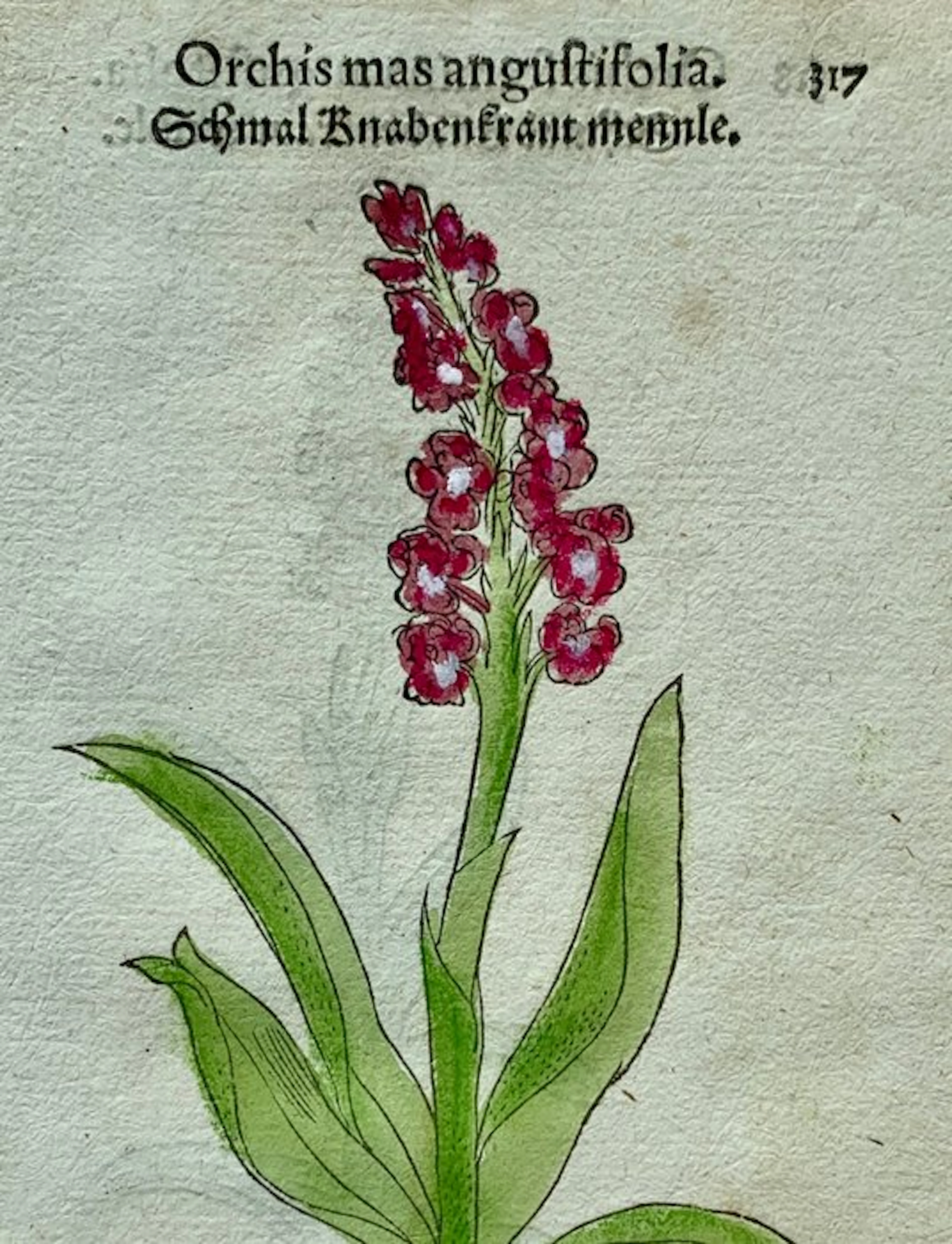 Leonhart Fuchs - Primi de stirpium historia...