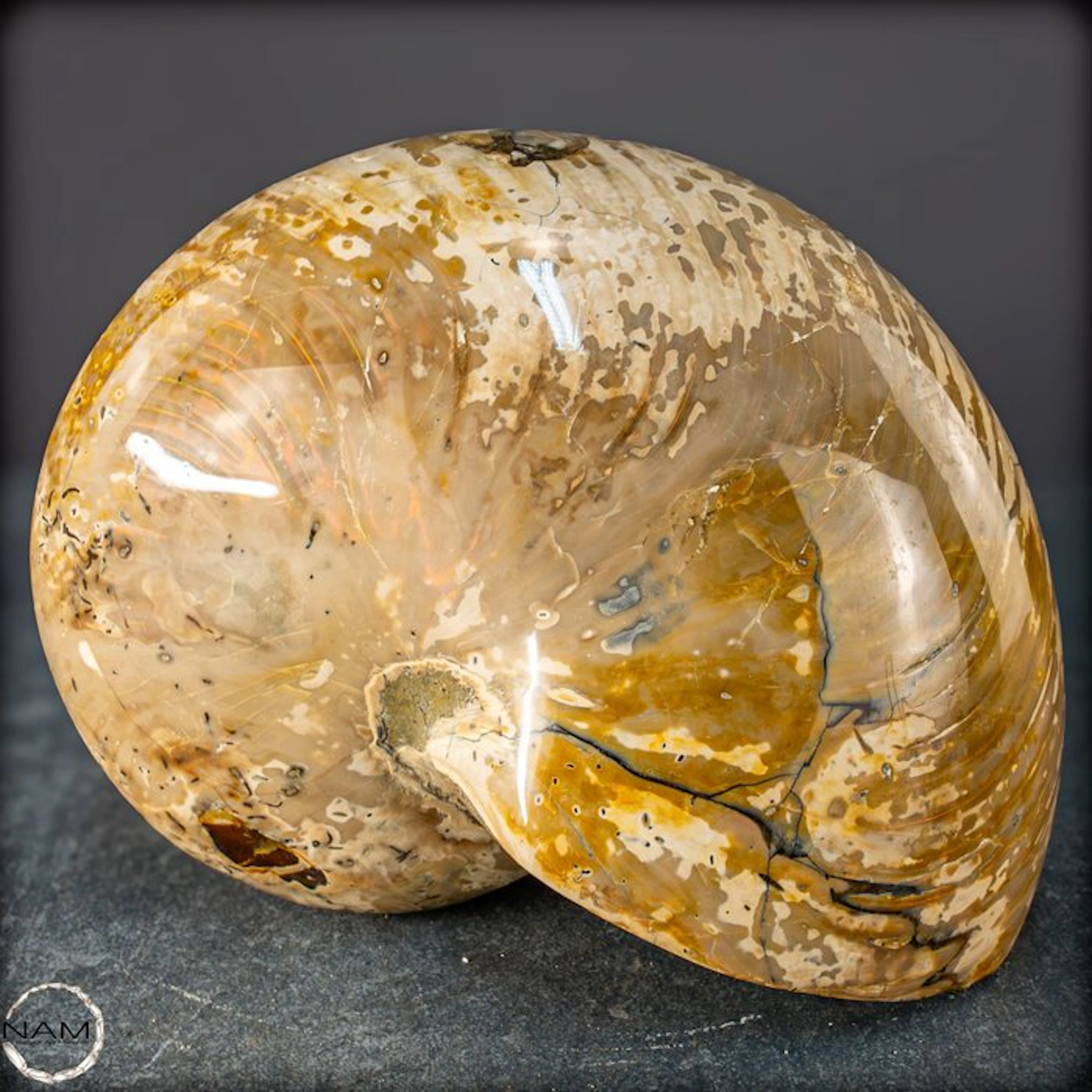 Natural Nautilus Fossil - Width: 12.5 cm- 2477.31 g
