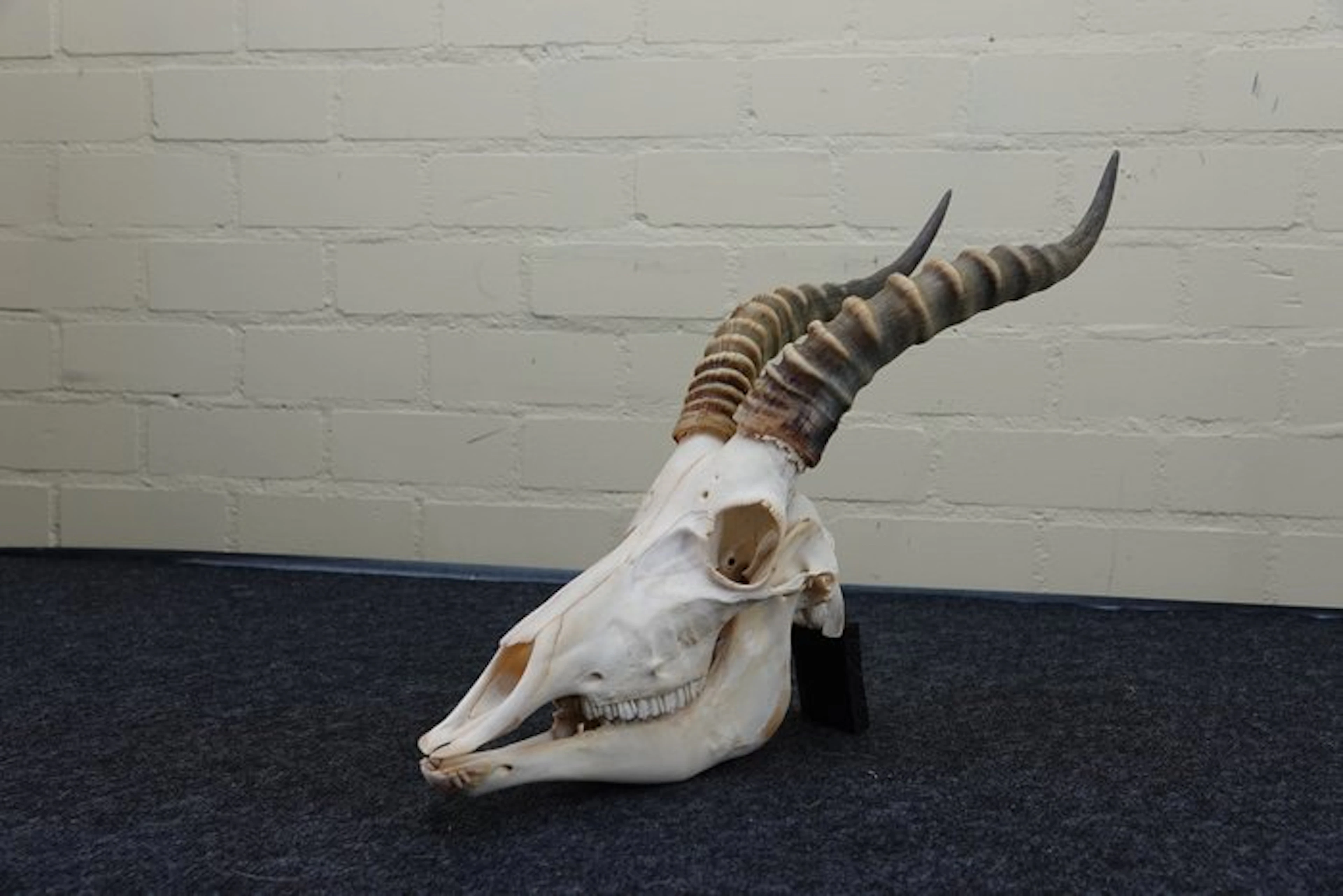 Blesbok Skull - Damaliscus pygargus phillipsi - 0 cm - 0...