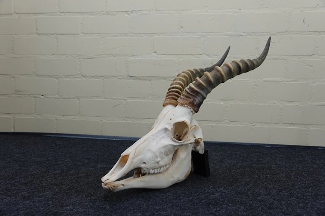 Blesbok Skull - Damaliscus pygargus phillipsi - 0 cm - 0...