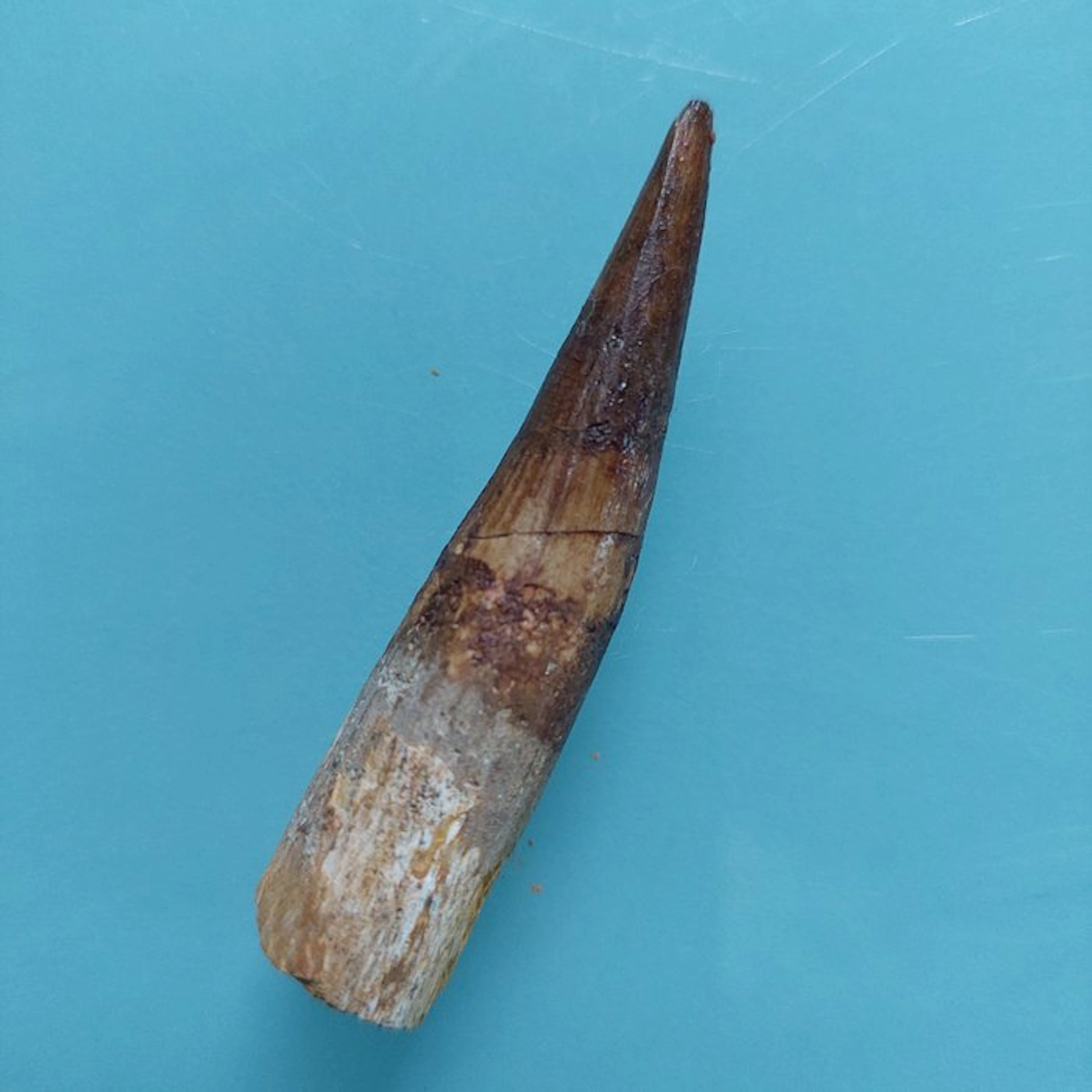 Spinosaur - Fossil tooth - 65 mm - 15 mm