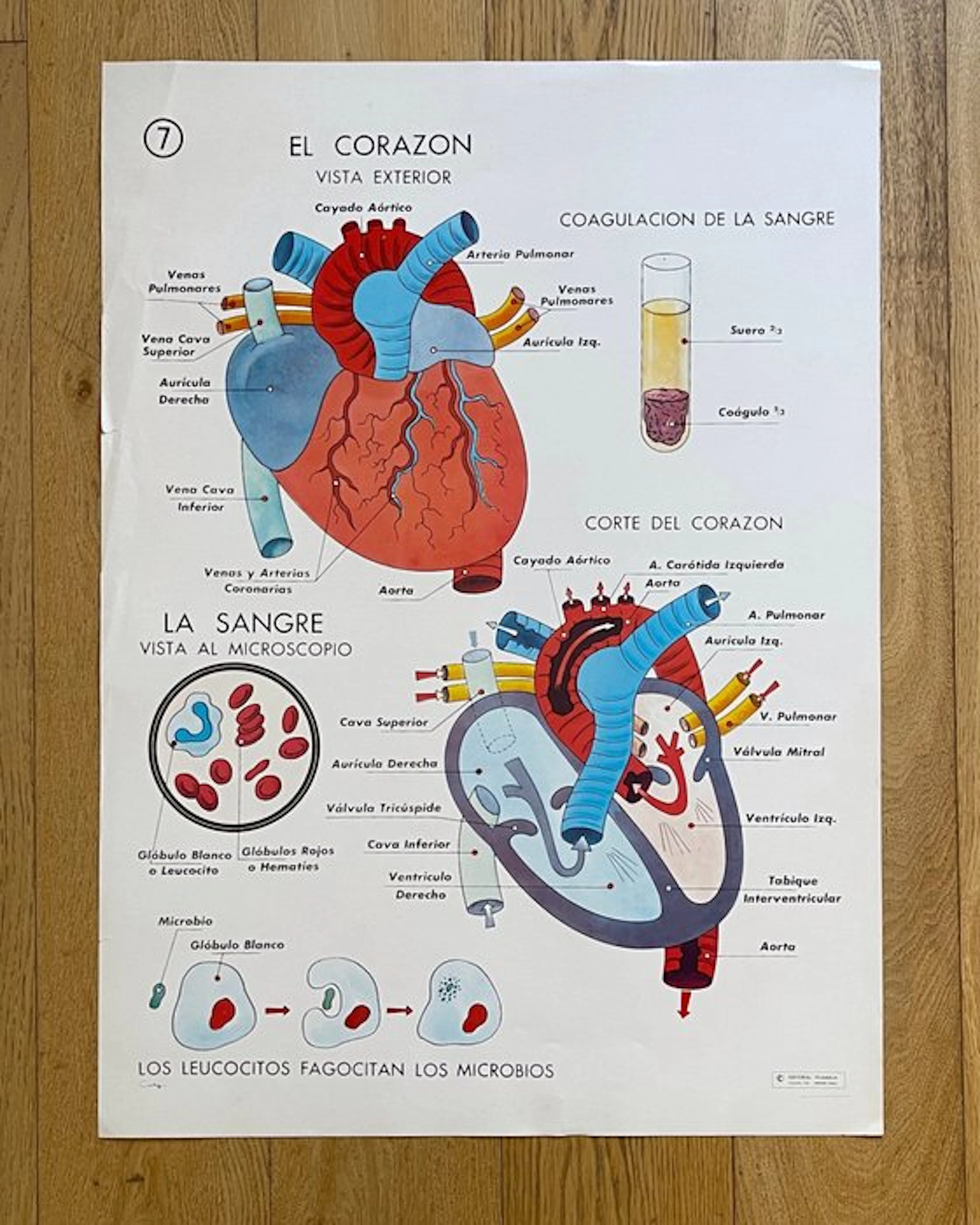 Coty - Editorial Vilamala - EL CORAZON - 1950s