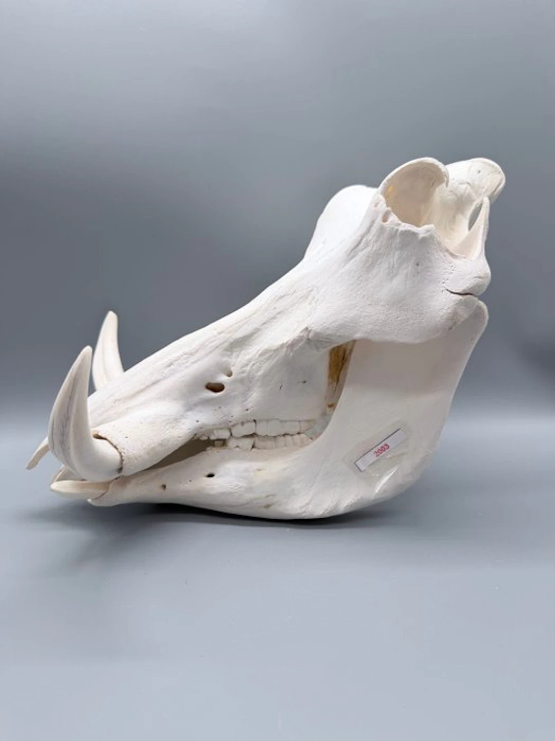 Warthog Skull - Phacochoerus africanus - 24 cm - 24 cm...