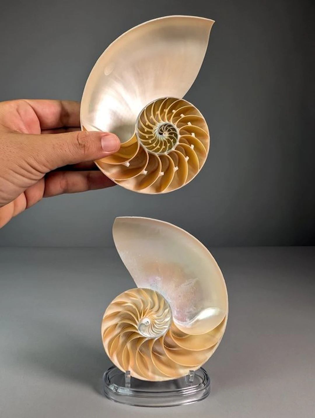 Superb Sectioned Chambered Nautilus (EU bidders only) Sea...