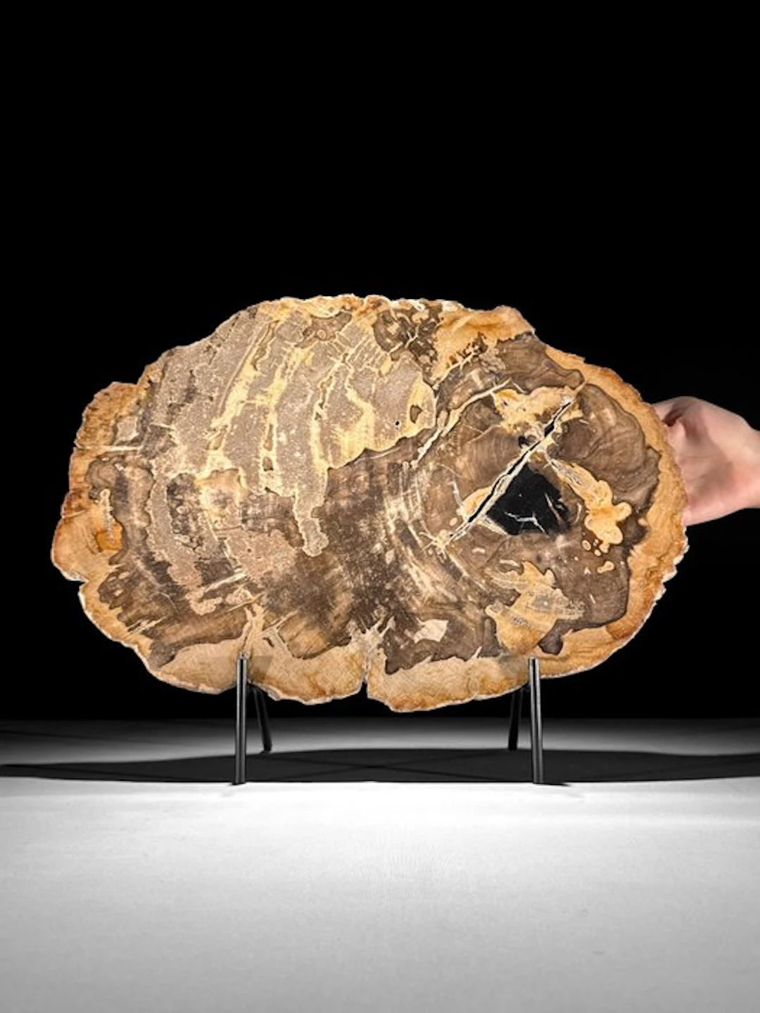 C - Wonderful Slice of Petrified Wood on a custom stand...