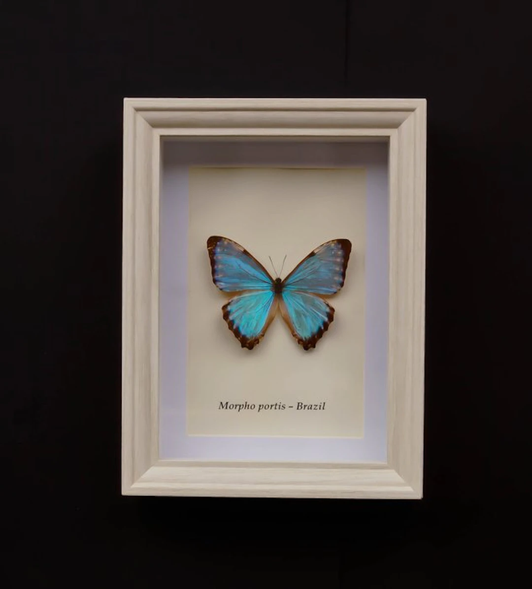 Butterfly Taxidermy full body mount - Morpho portis...