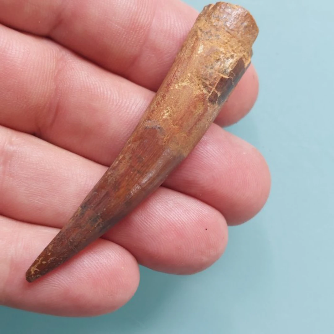 Spinosaur - Fossil tooth - 70 mm - 15 mm