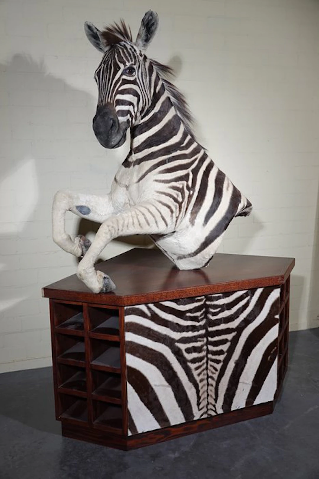 Zebra Head Taxidermy wall mount - Equus quagga - 192 cm...