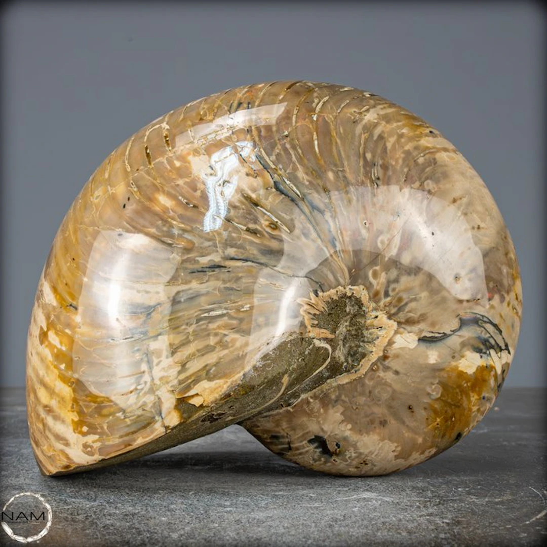 Natural Nautilus Fossil - Width: 12.5 cm- 3122.14 g
