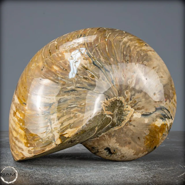 Natural Nautilus Fossil - Width: 12.5 cm- 3122.14 g