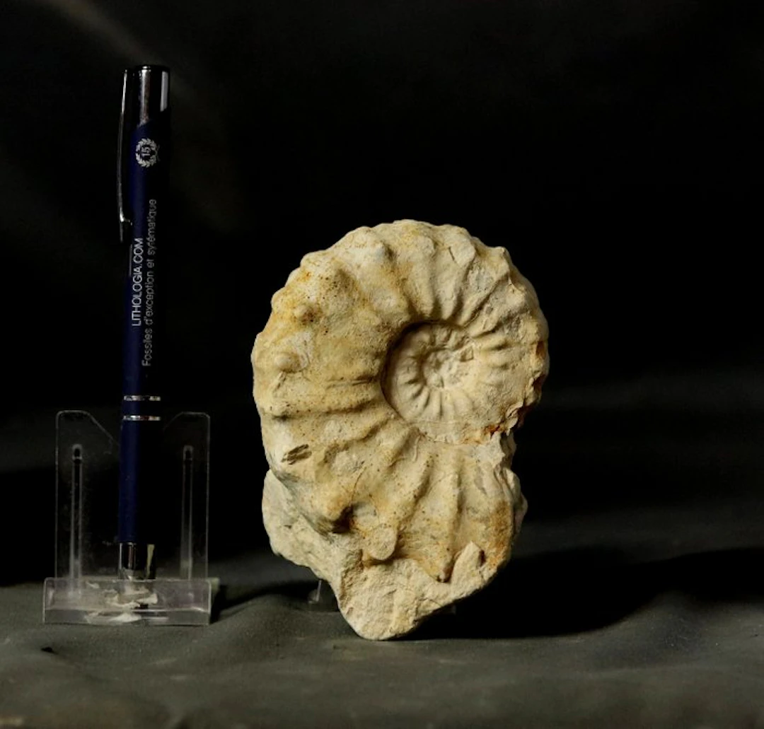 Fine ammonite - - Fossilised animal - Acanthoceras...