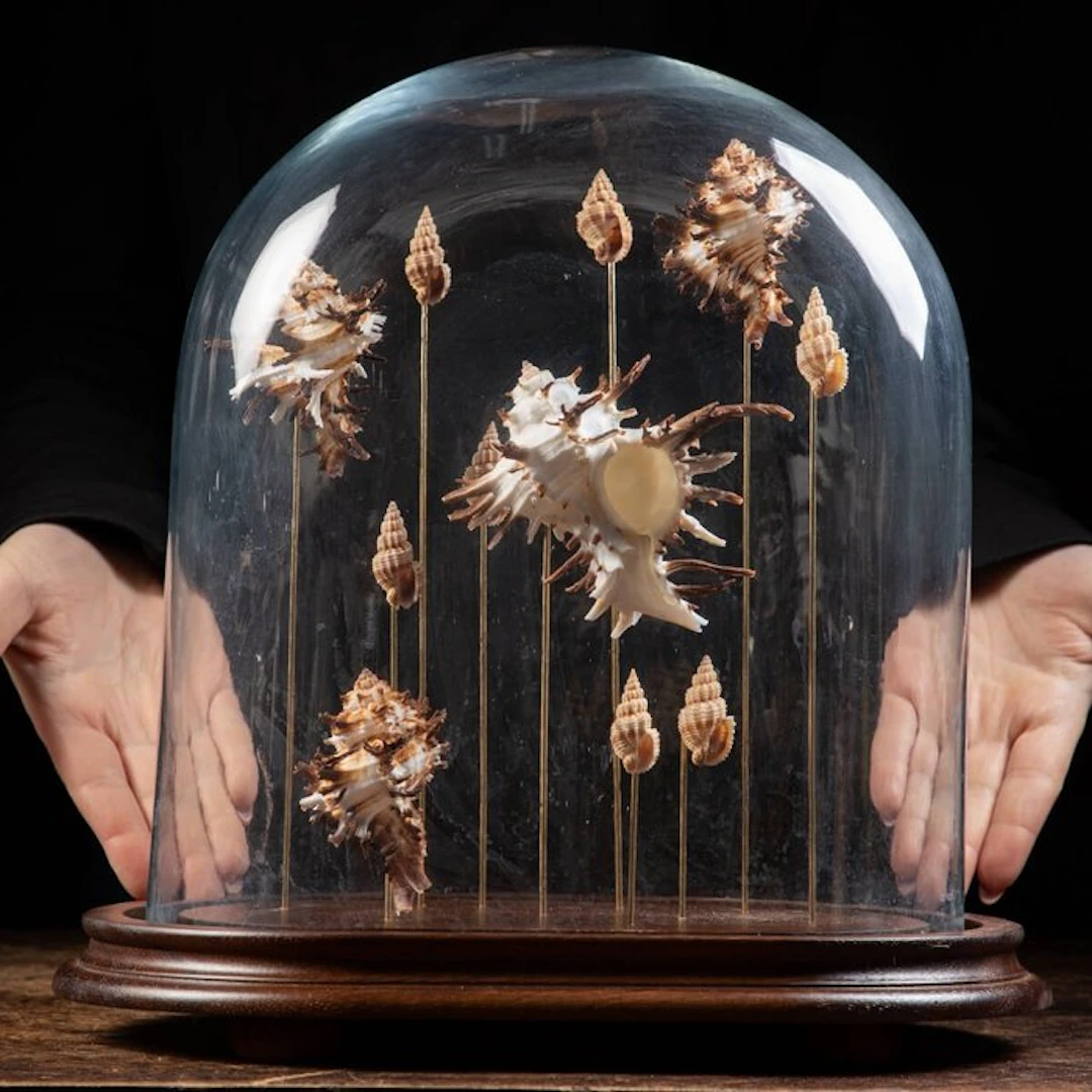 Endive Murex Shells under Oval Glass Dome - Taxidermy...