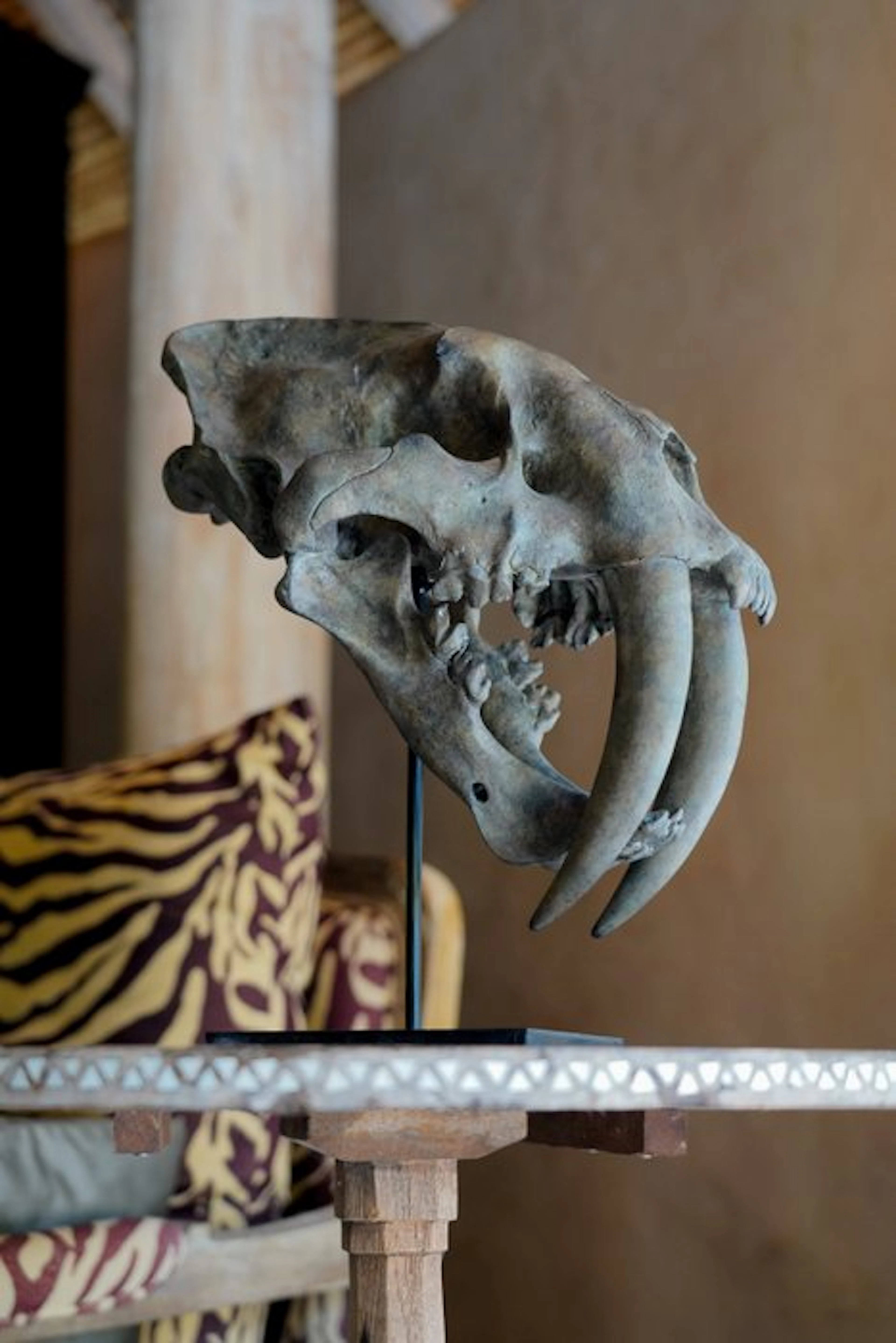 NO RESERVE PRICE - Saber Tooth Tiger Skull Replica on a...