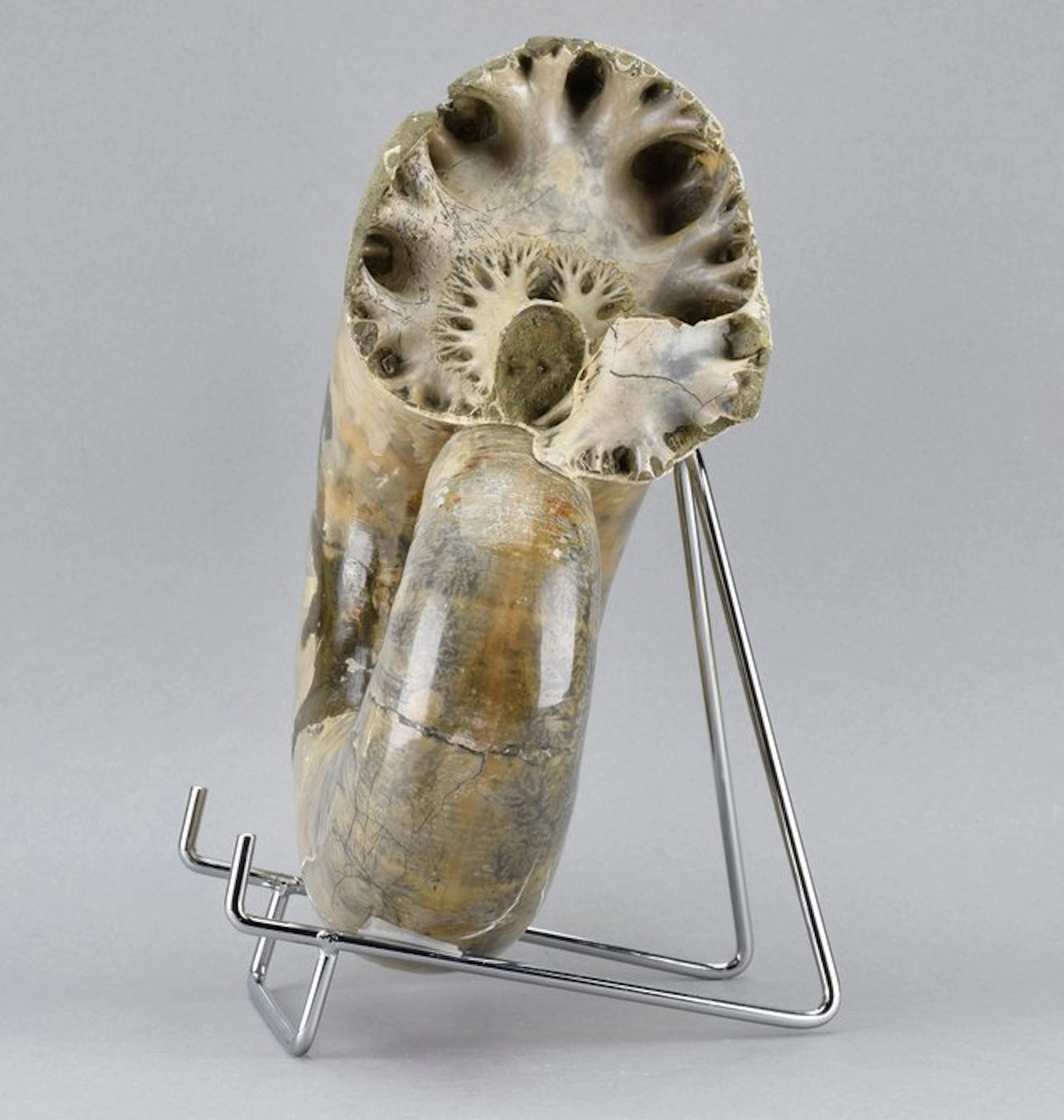 Ammonite - Fossilised animal - Argonauticeras besairiei - 21 cm