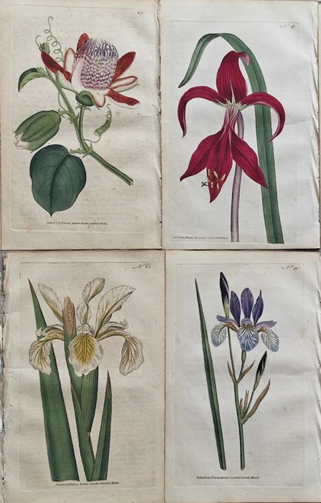 William Curtis (1746 /1799) - lot