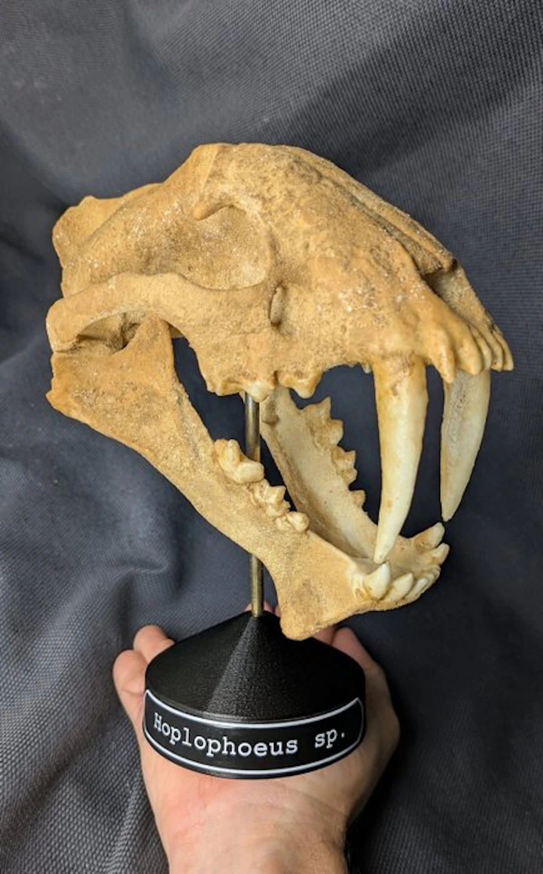 Fossil skull - Hoplophoeus sp