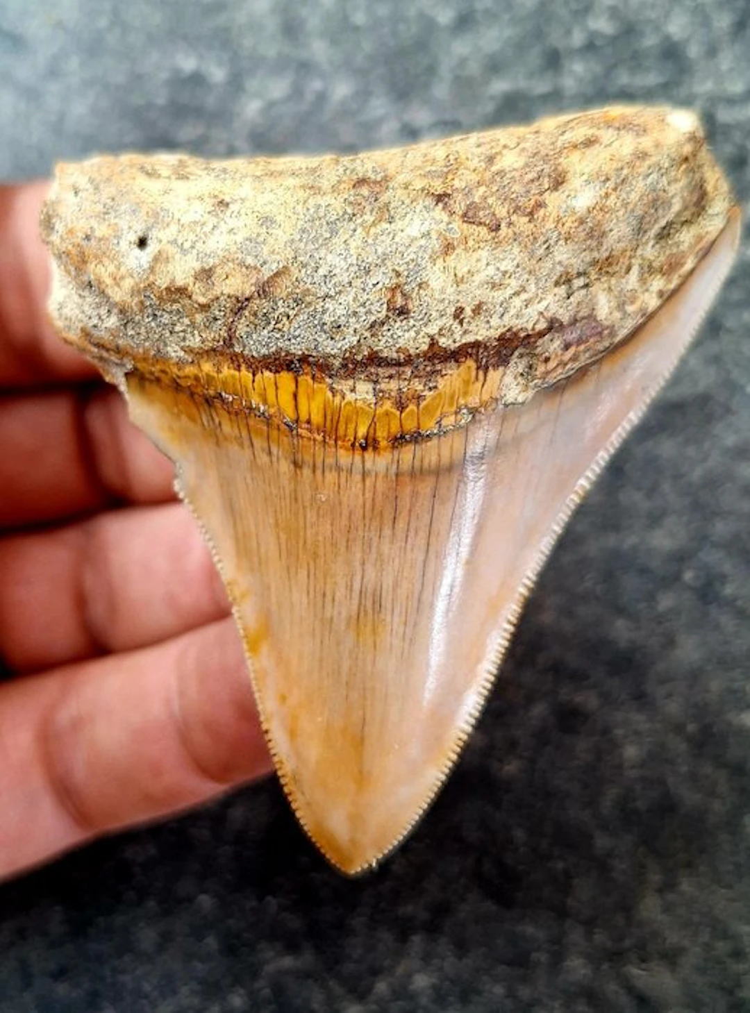Megalodon - Fossil tooth - 7.1 cm - 6.1 cm