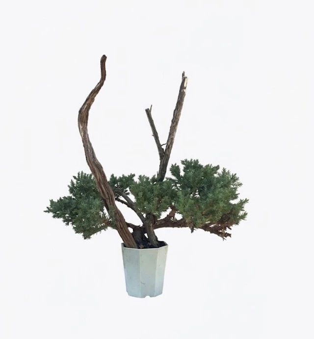 Juniper bonsai (Juniperus) - Height (Tree): 28 cm - Depth (Tree): 33 cm - Japan