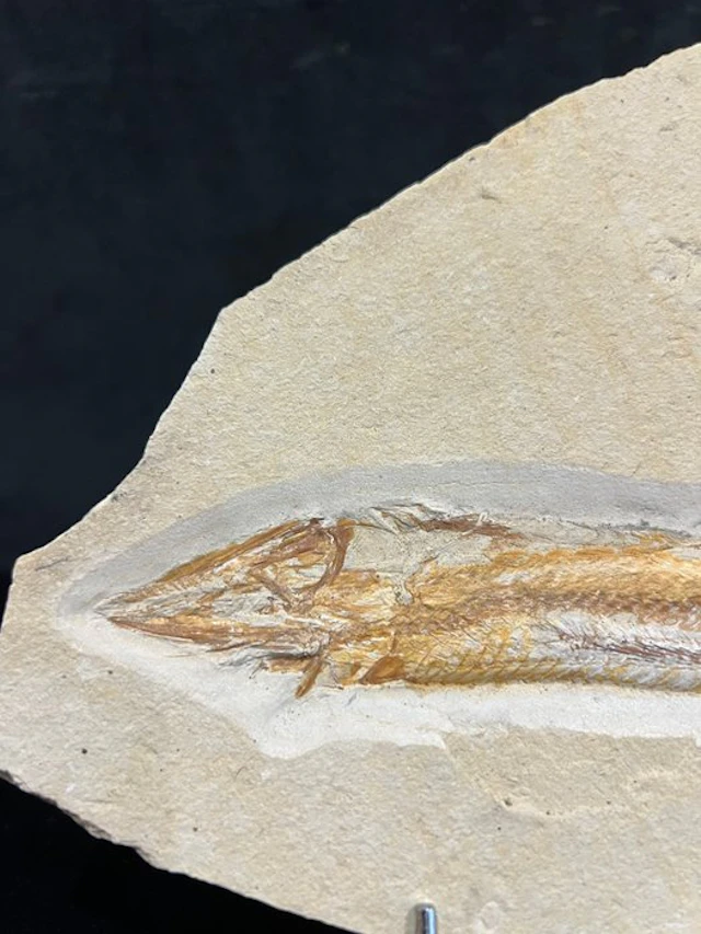 Fish - Fossil skeleton - Prionolepsis - 16 cm - 20 cm