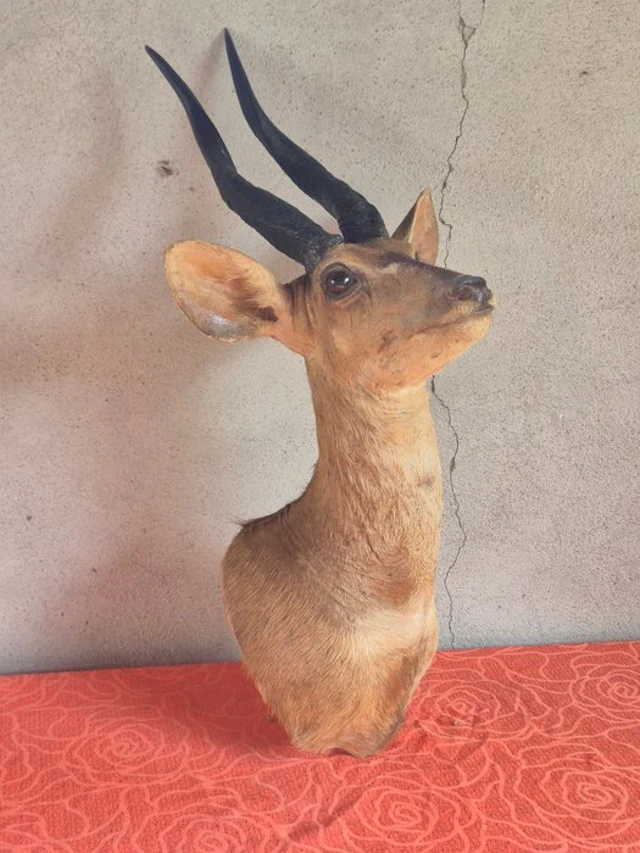 Guib harnessed - Taxidermy wall mount - Tragelaphus...