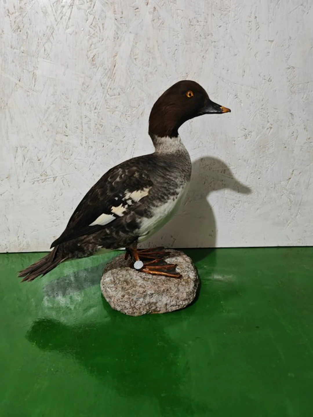Quattrocchi Taxidermy full body mount - Bucephala...