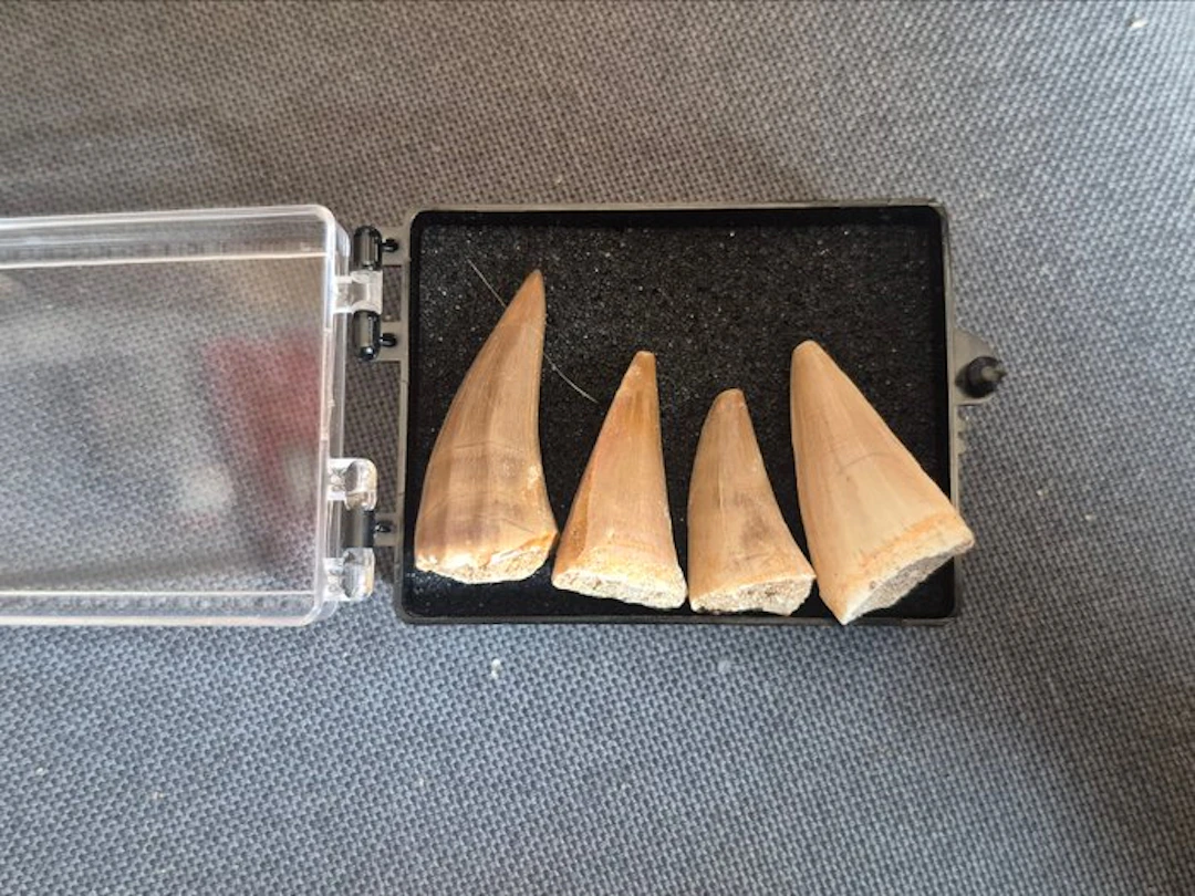 Mosasaur - Fossil teeth - 6.5 cm - 4.5 cm (No reserve price)