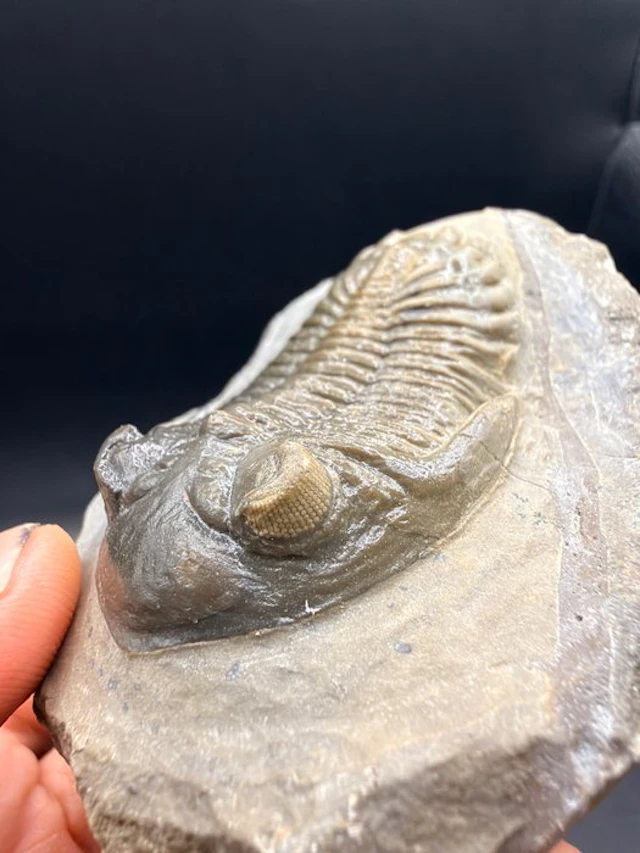 Trilobite - Fossilised animal - Hollardops sp. - 6.8 cm