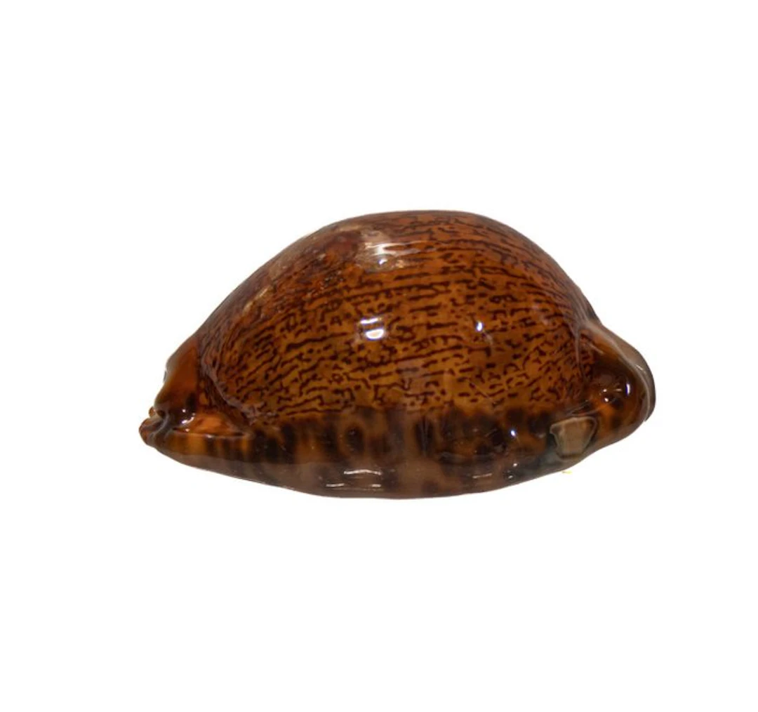 Exclusive collector's kauri: Mauritia arabica immanis (65 mm