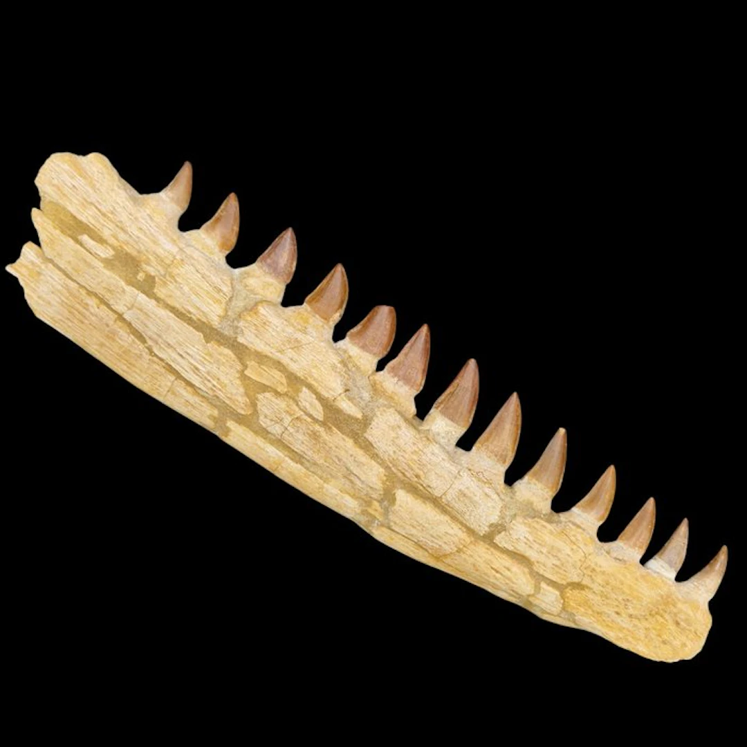 Fossil mosasaur jaw - Fossilised jaw - Mosasaurus - 334 mm - 90 mm