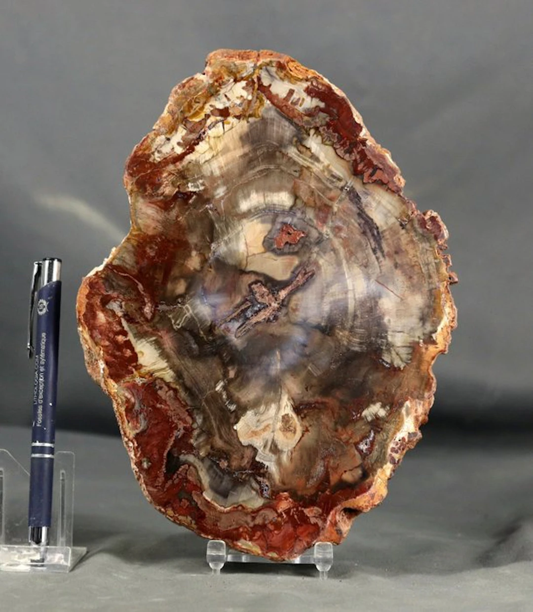 Nice and decorative fossilized wood on stand - Polished...