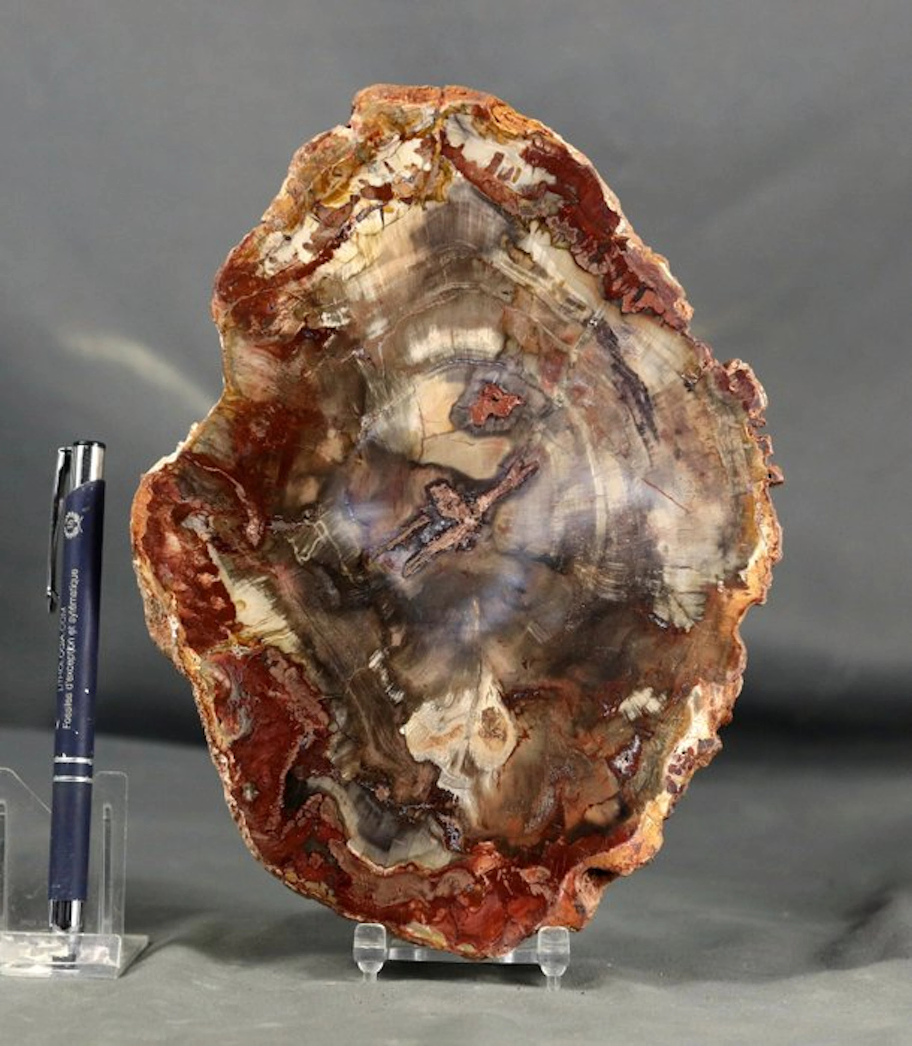Nice and decorative fossilized wood on stand - Polished...