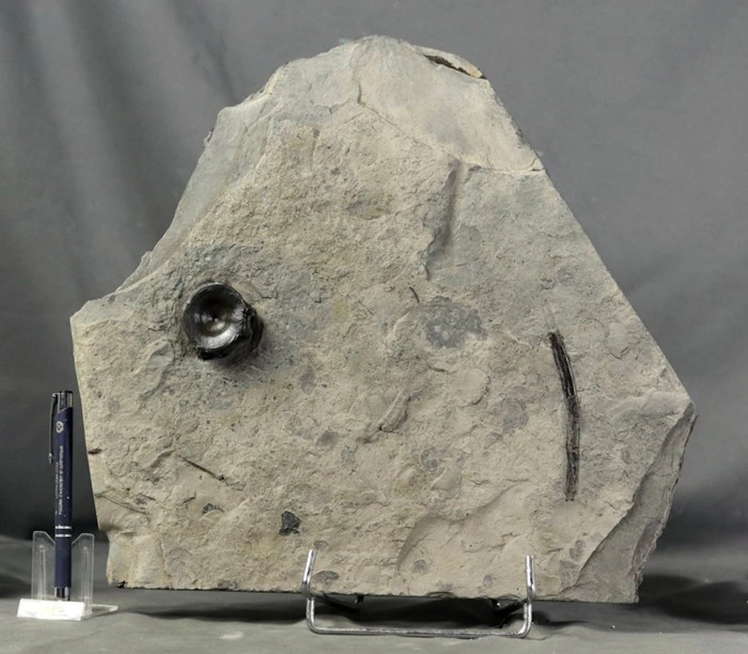 Natural ichthyosaur vertebrae + rib - Well centered on...