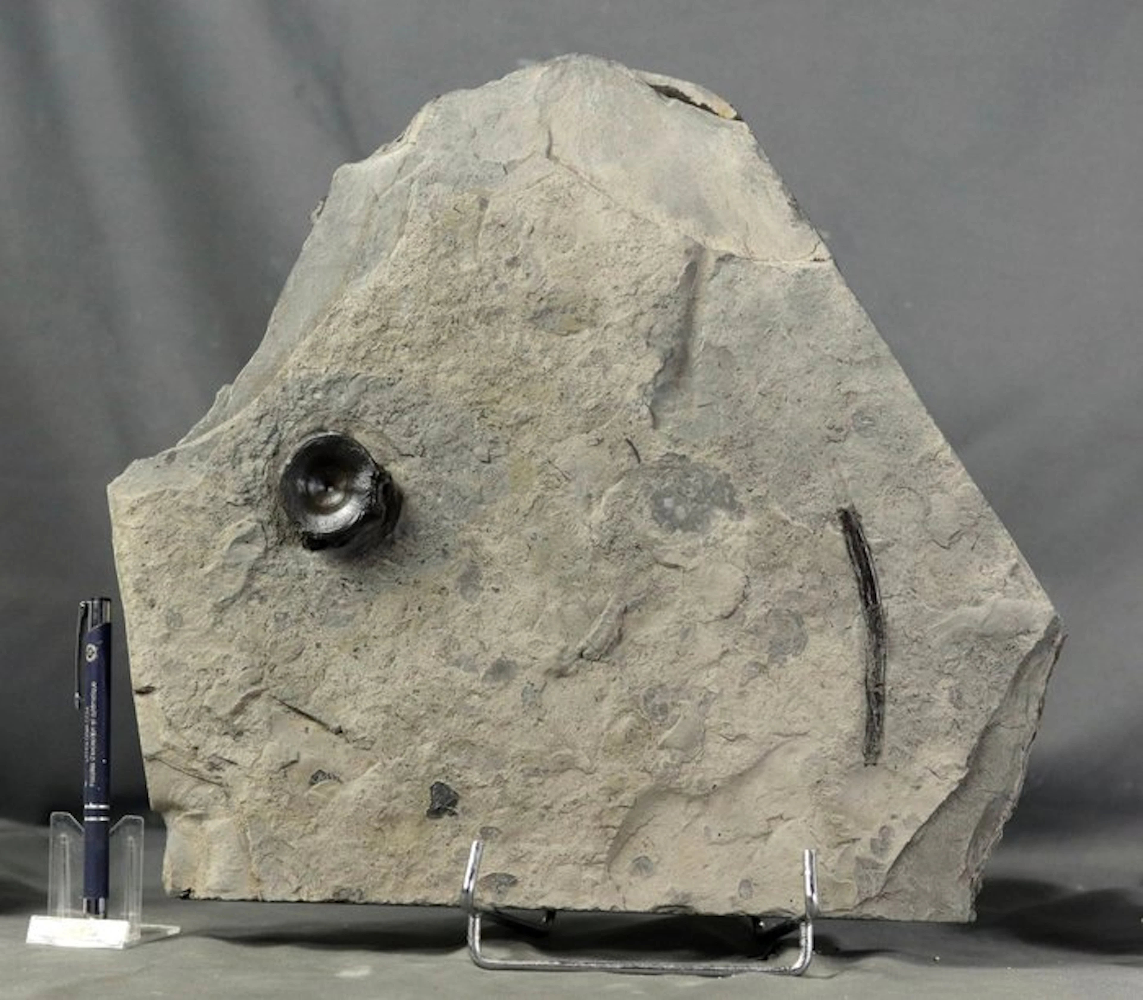 Natural ichthyosaur vertebrae + rib - Well centered on...