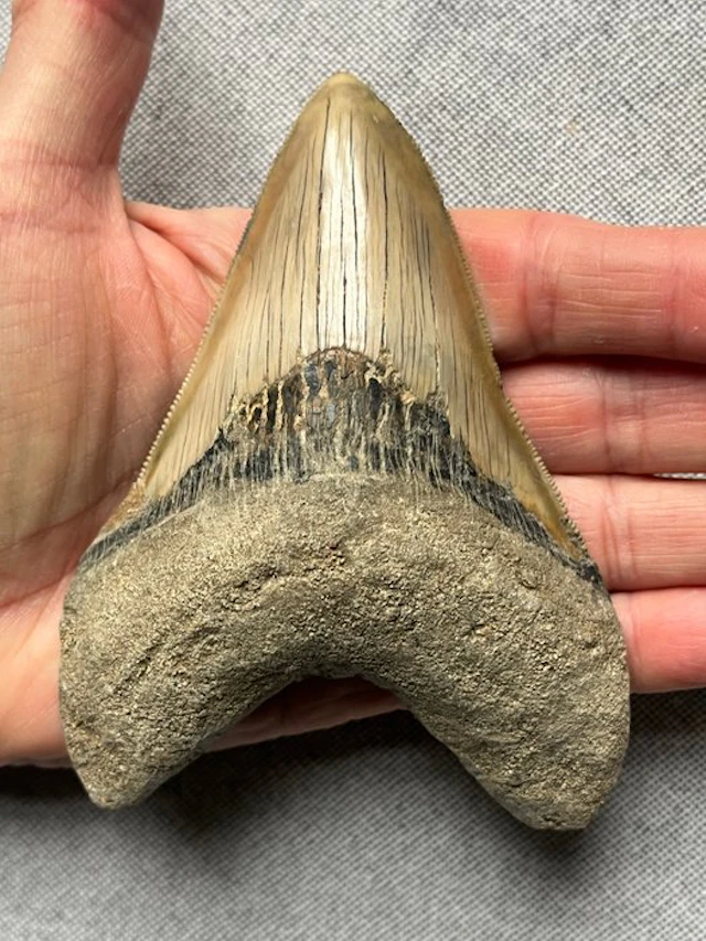 Megalodon tooth 11,6 cm - Fossil tooth - Carcharocles megalodon