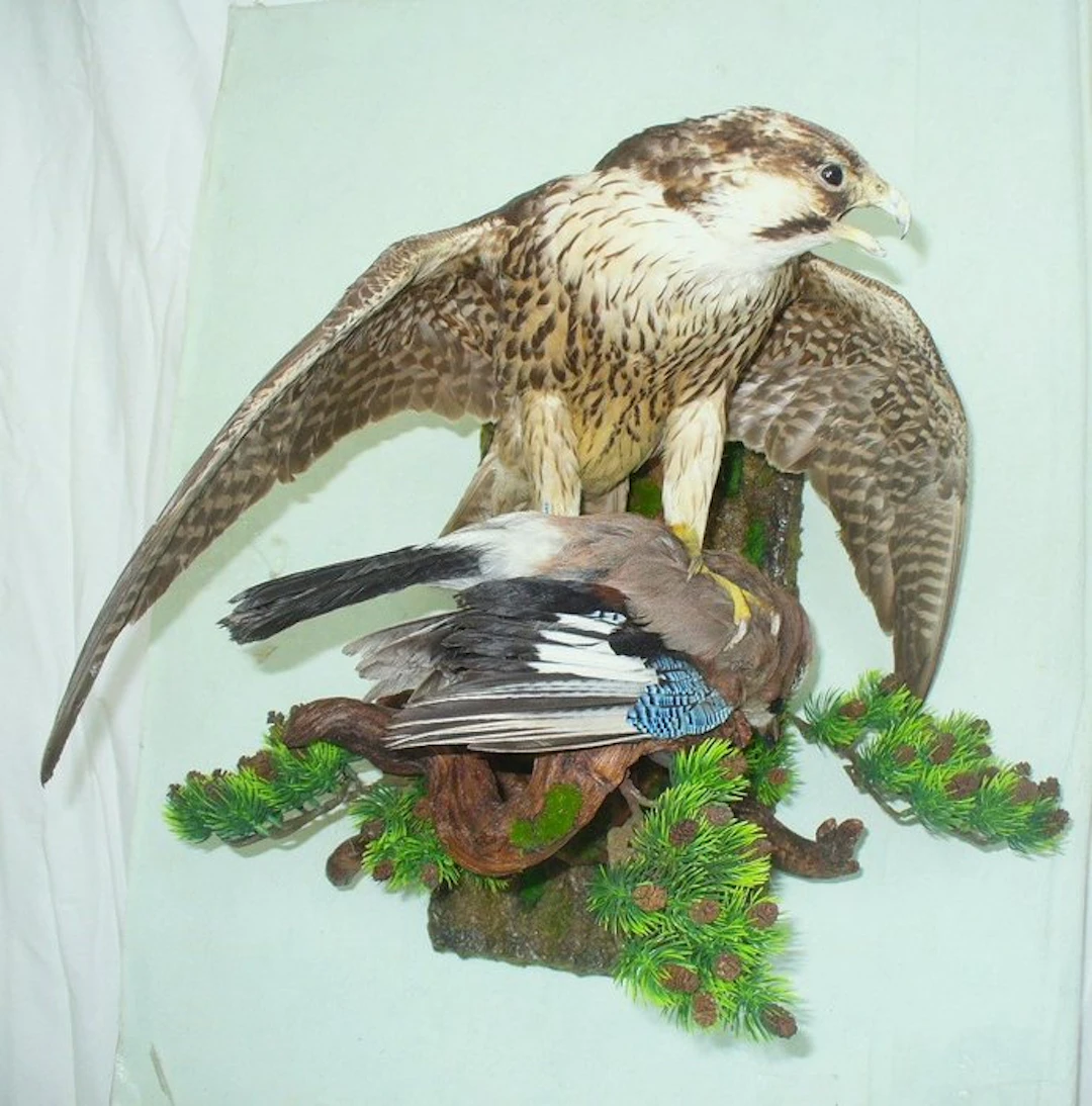 Falco cherrug - with EU trading certificate - commercial...