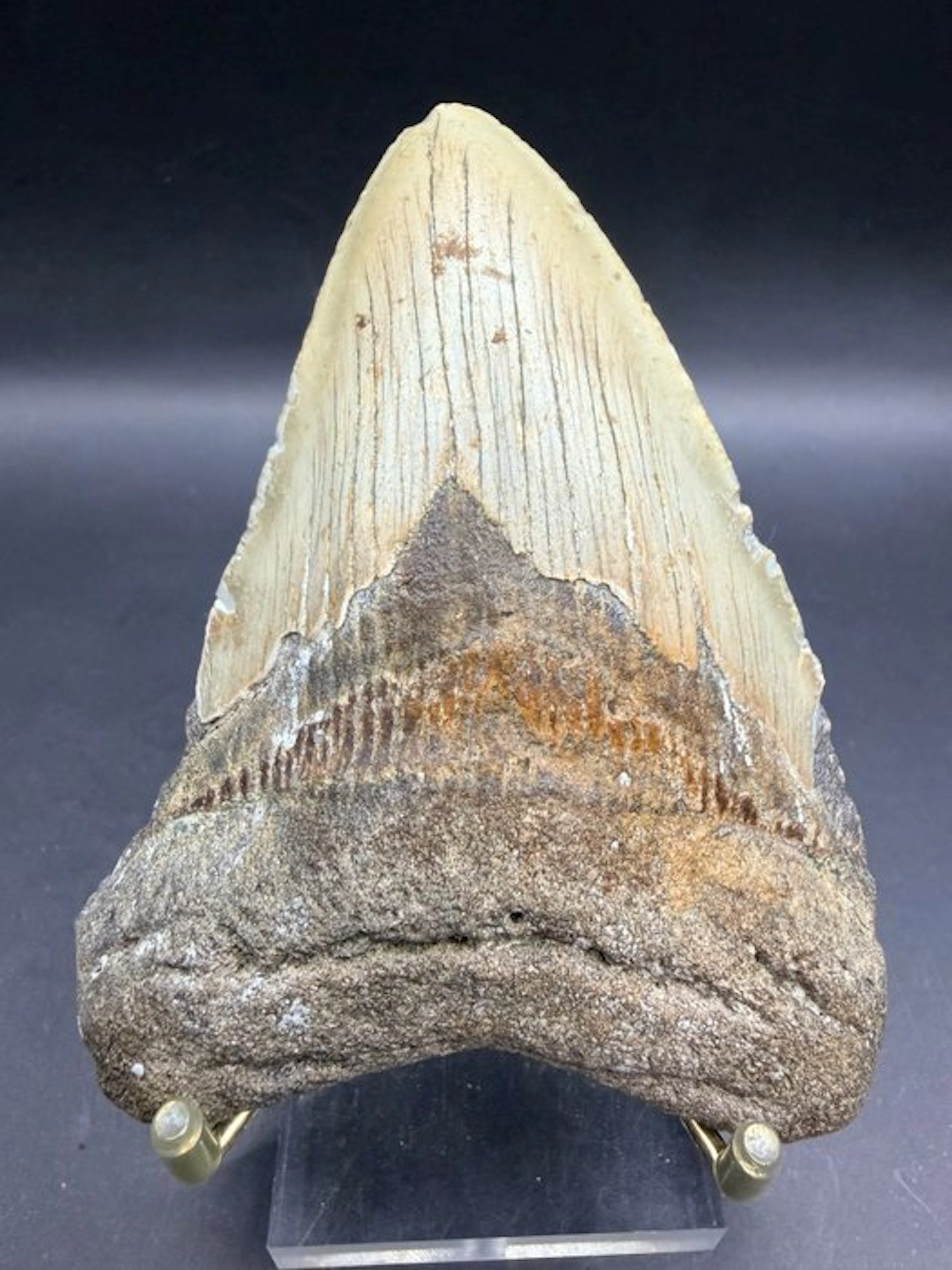 Megalodon - Fossil tooth - Carcharocles megalodon - 11 cm