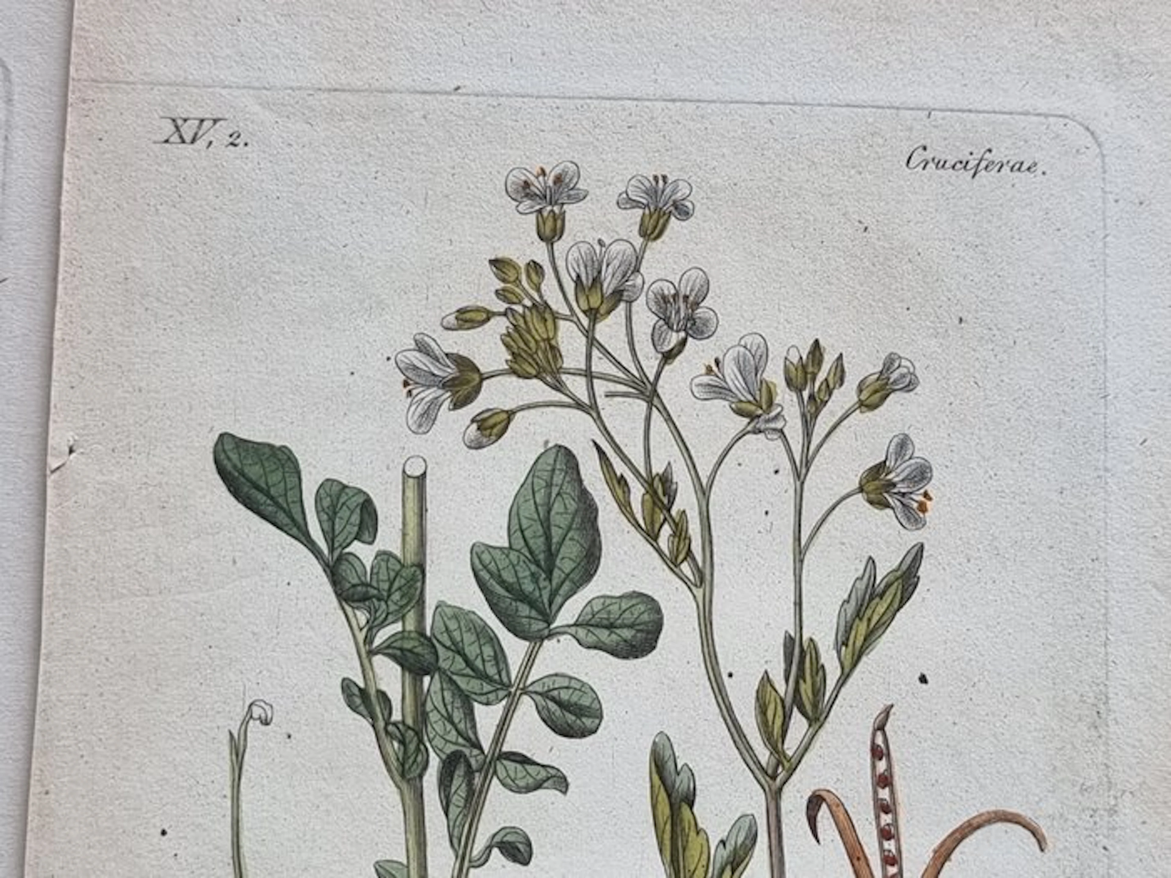 Diedrich Franz Leonhard von Schlechtendal (1794 / 1866) - Lot