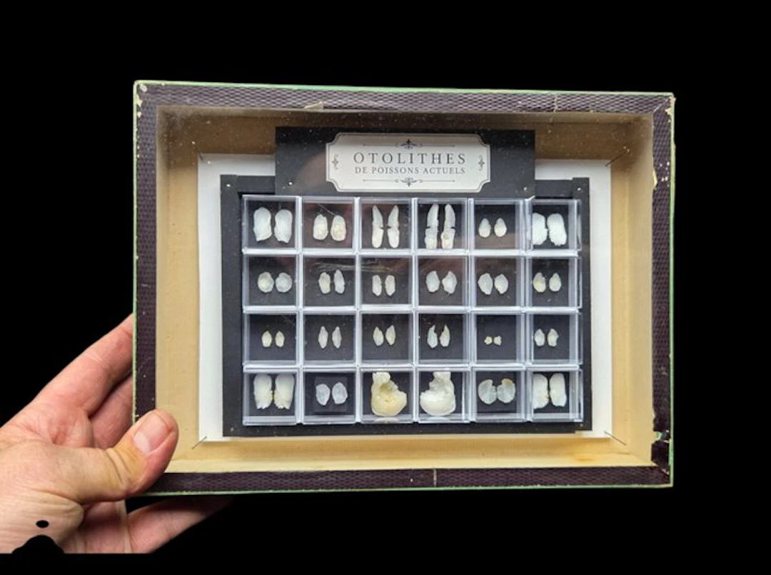 Museum Presentation ofrare rare world Fishs Otolithes - - Diorama - 2020+
