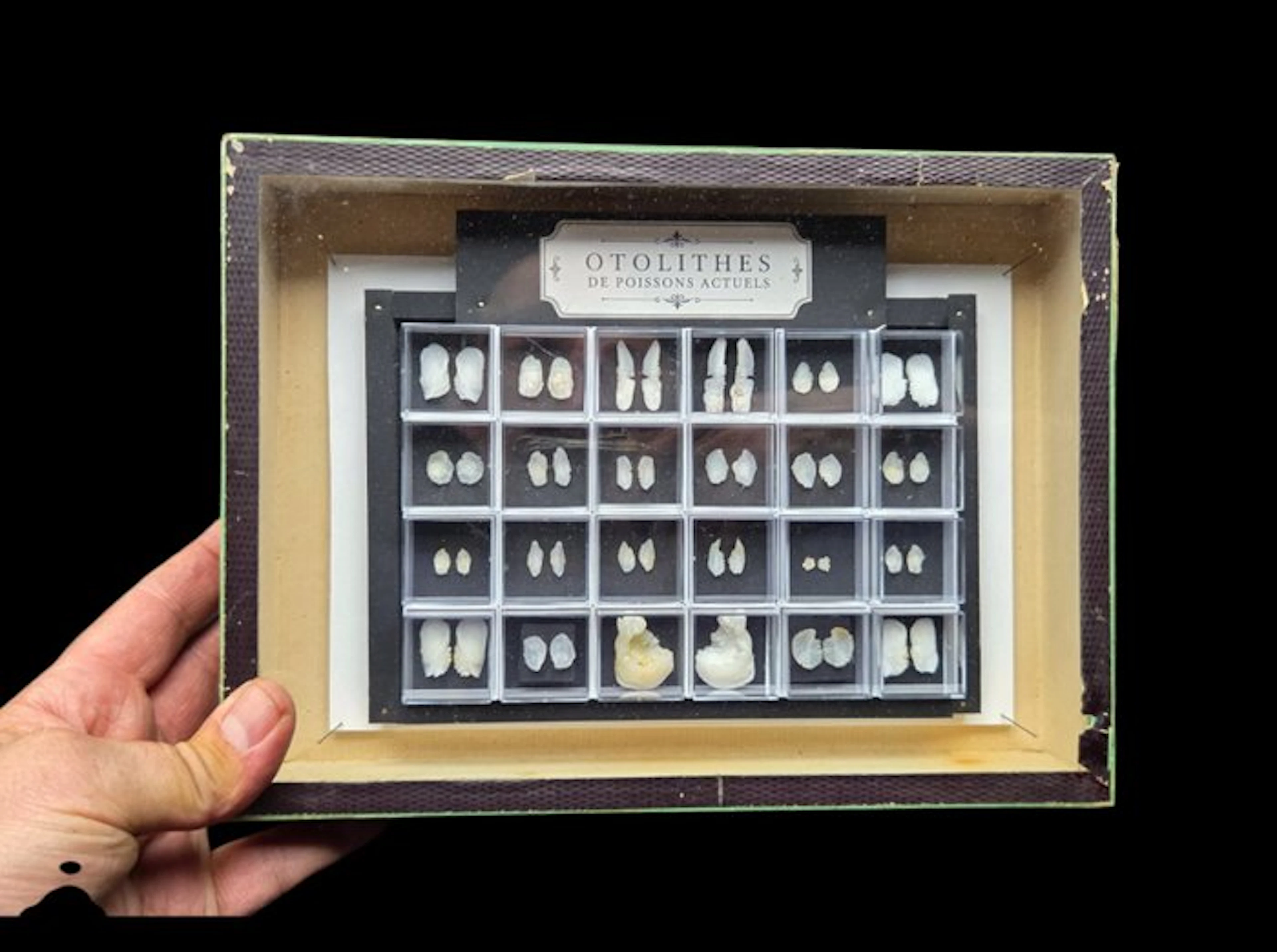 Museum Presentation ofrare rare world Fishs Otolithes - - Diorama - 2020+