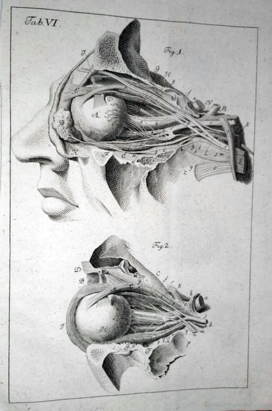 Zinn, Johann Gottlieb - Descriptio anatomica oculi humani...