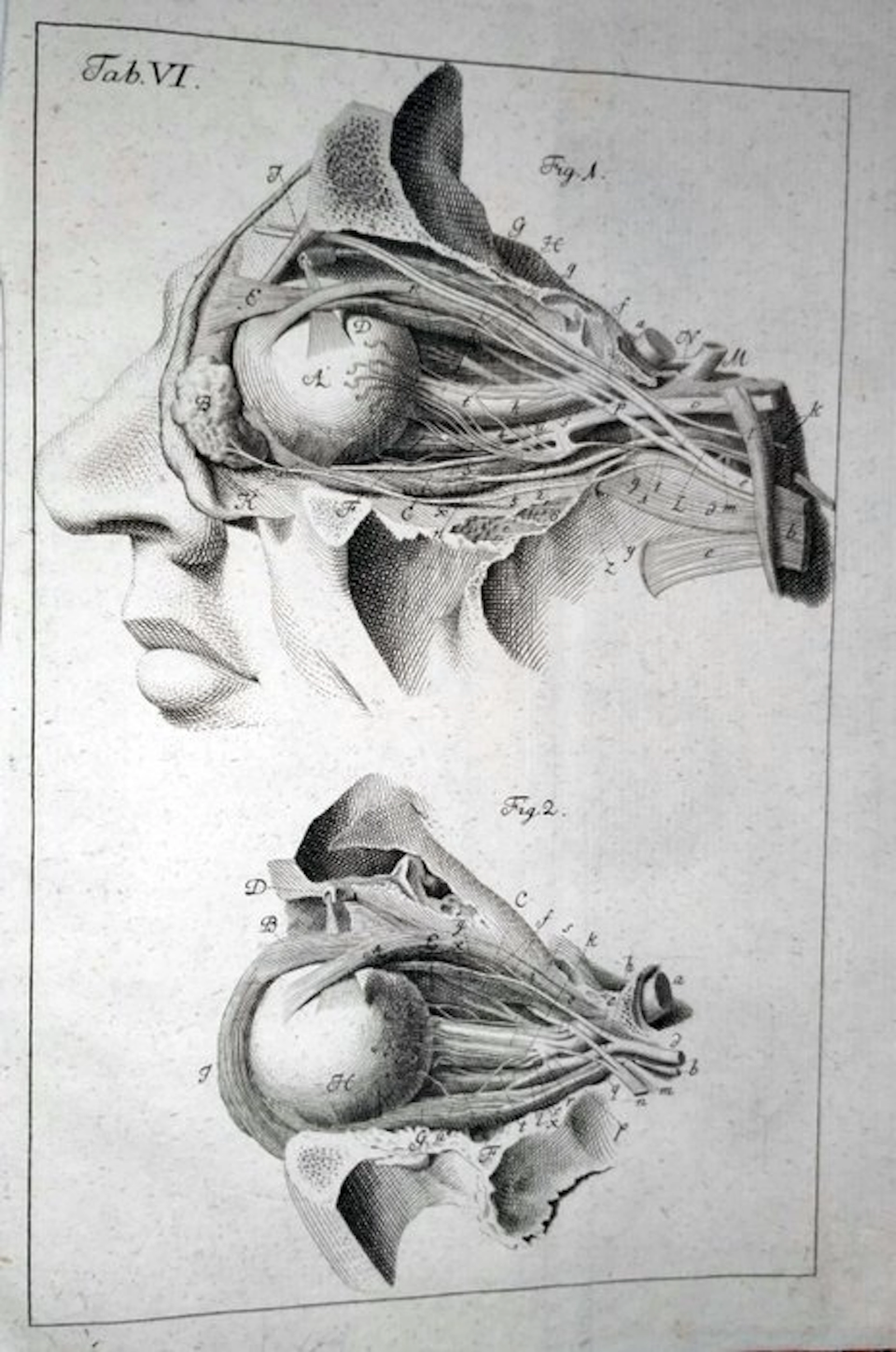 Zinn, Johann Gottlieb - Descriptio anatomica oculi humani...