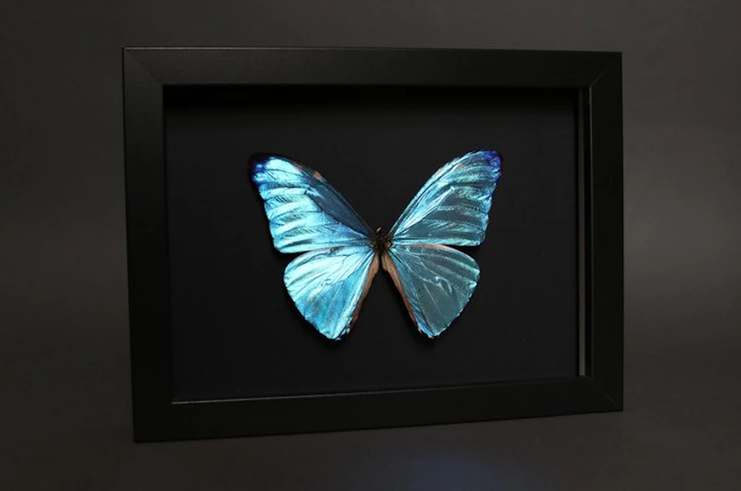 Butterfly Taxidermy full body mount - Morpho adonis - 18...
