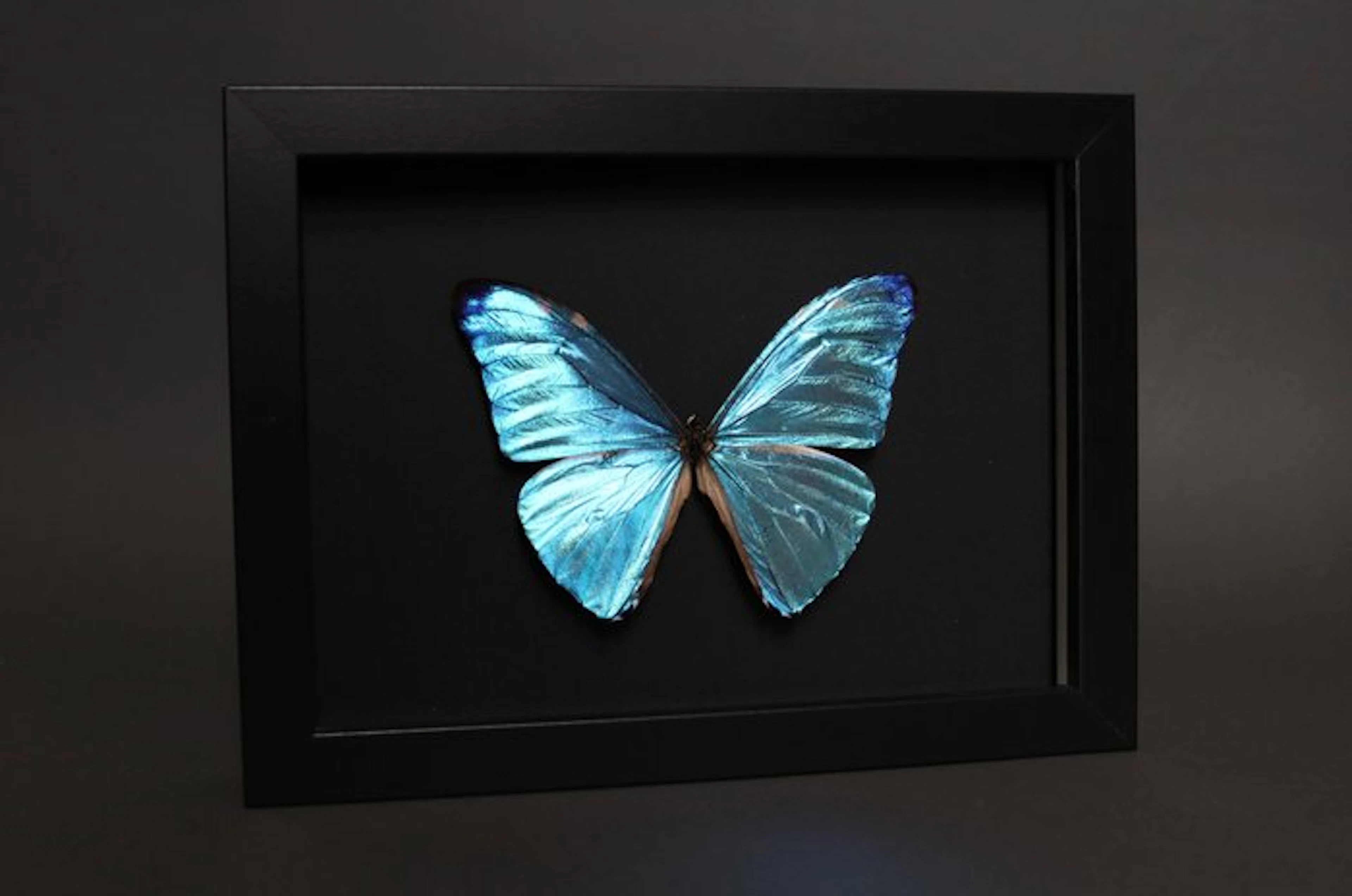 Butterfly Taxidermy full body mount - Morpho adonis - 18...