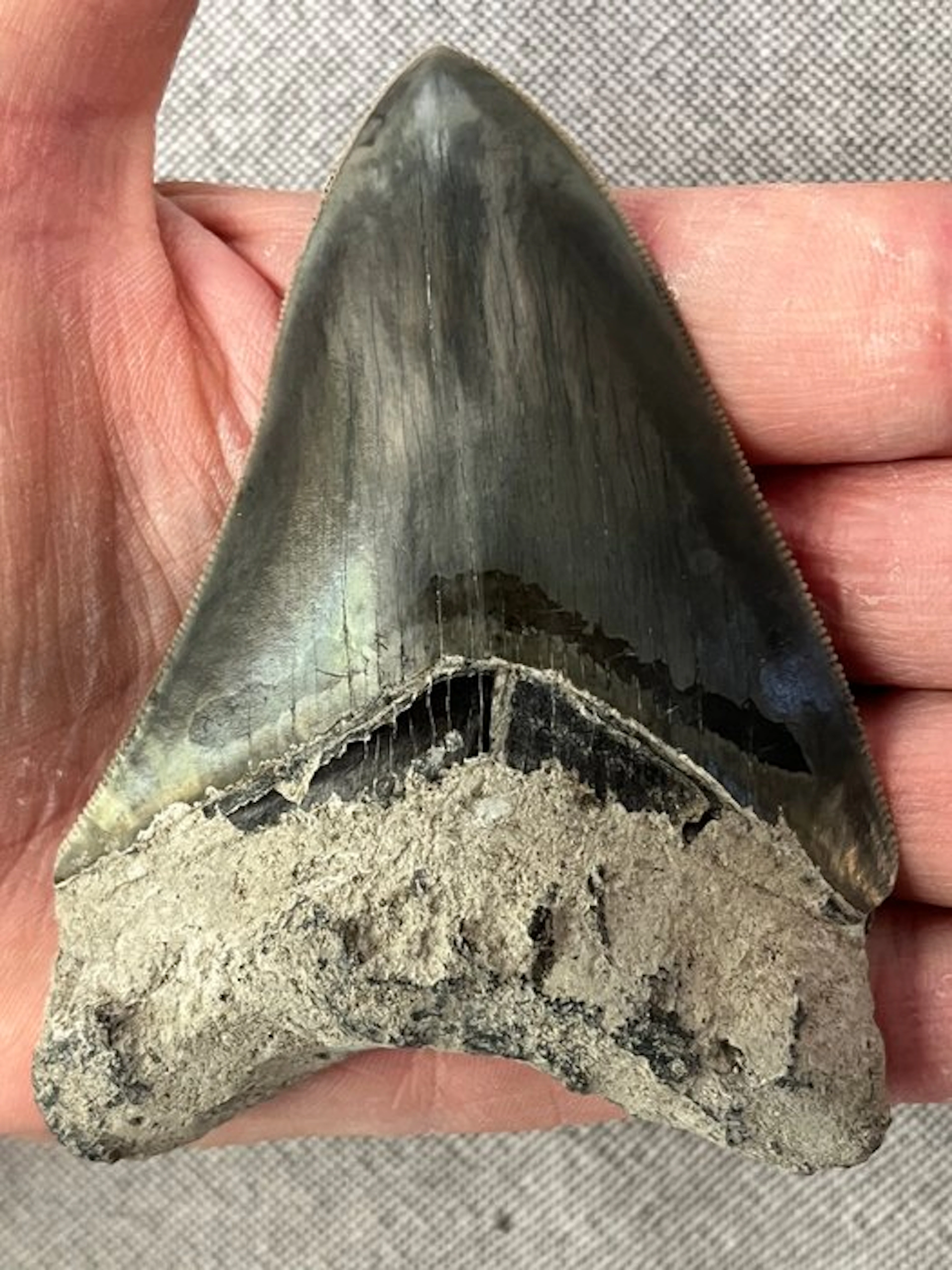 Megalodon tooth 9,7 cm - Fossil tooth - Carcharocles megalodon