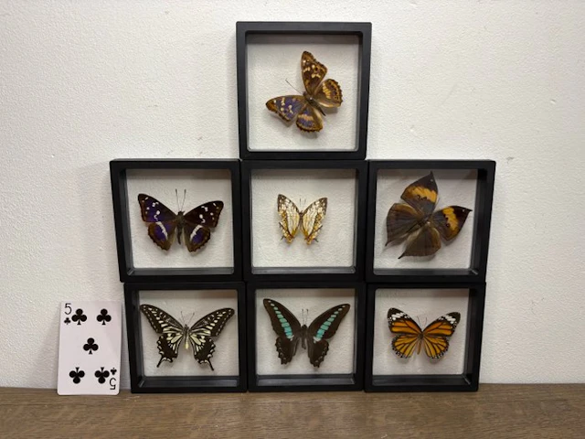 Butterfly Taxidermy full body mount - Lepidoptera - 12 cm...