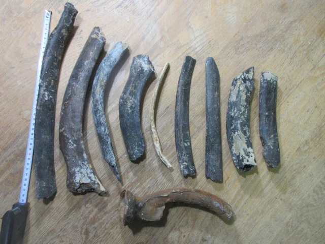 Woolly Mammoth - Fossil bone - Mammoet Primigenius - 40...
