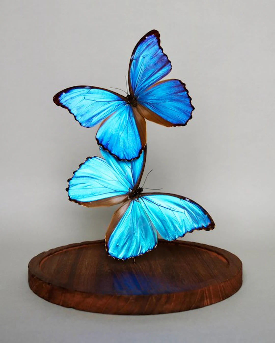 Butterfly Taxidermy full body mount - Morpho didius - 30...