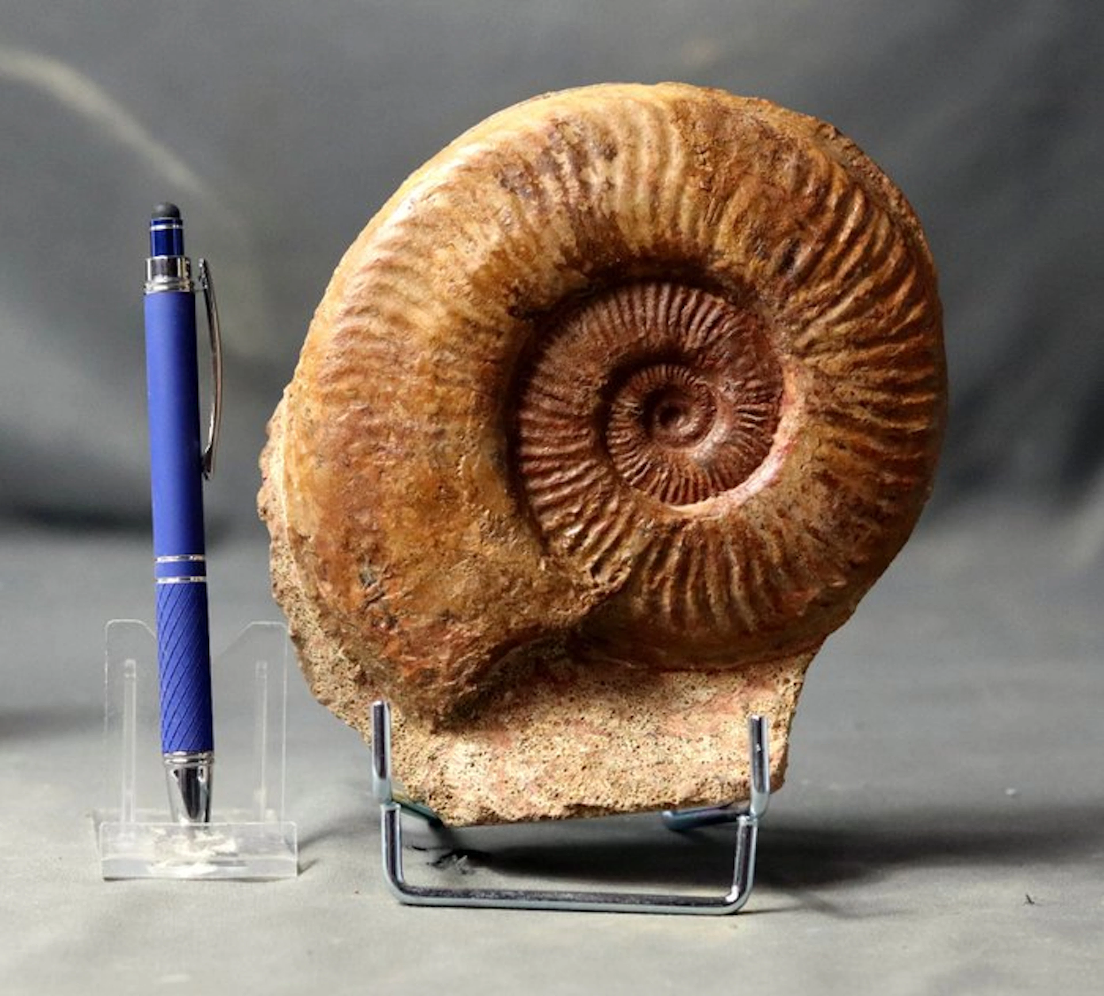 Fine Ammonite with shell preservation - - Fossilised...
