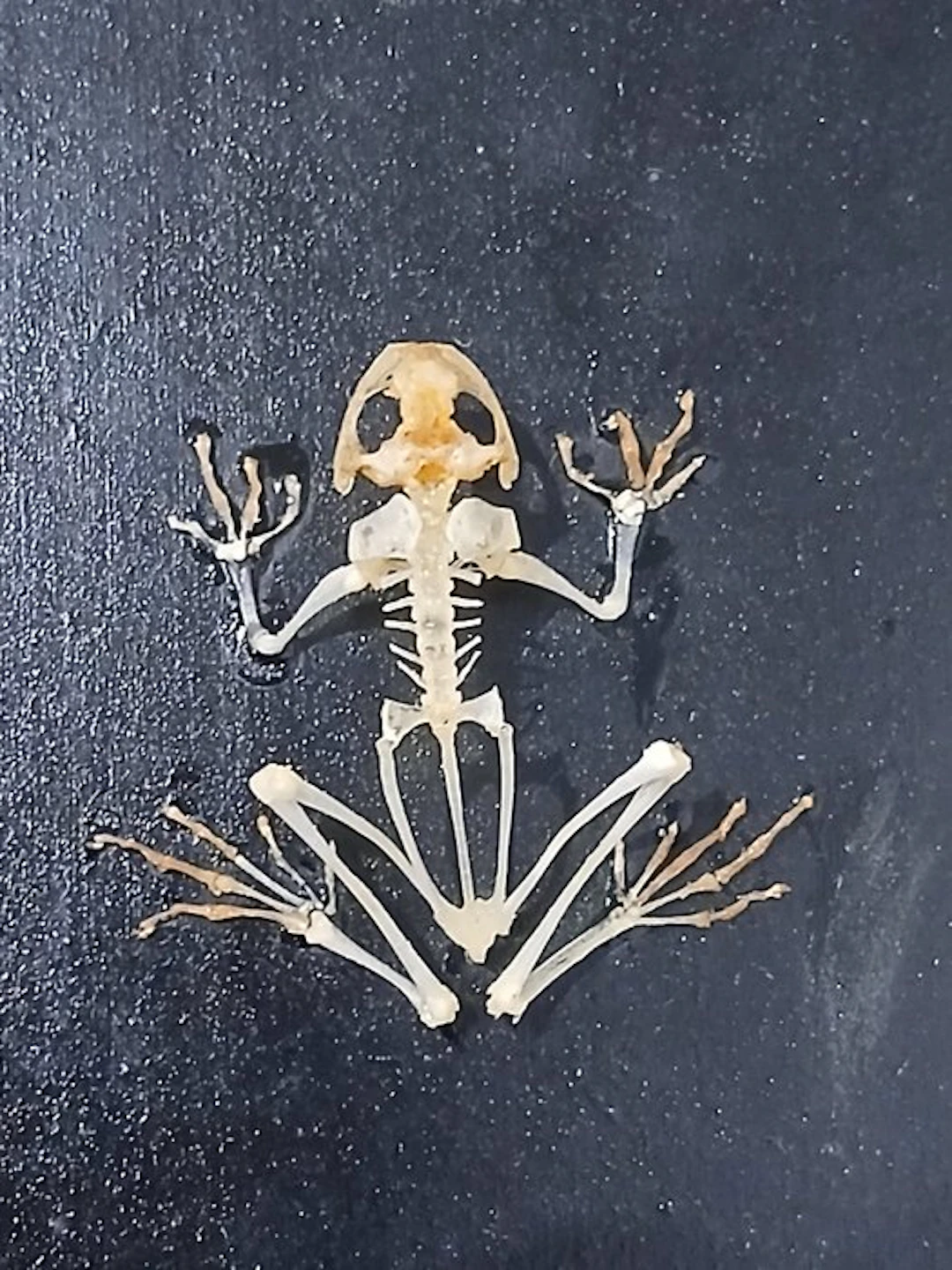American green tree frog Skeleton - Dryophytes cinereus...