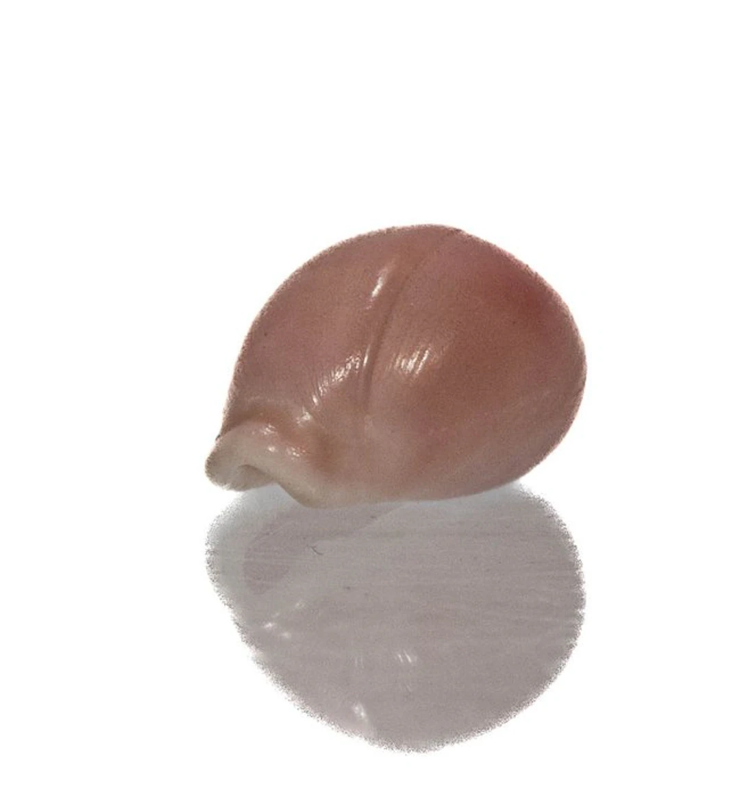 Rarity in miniature: Why the 18 mm Triviella phalaera is...